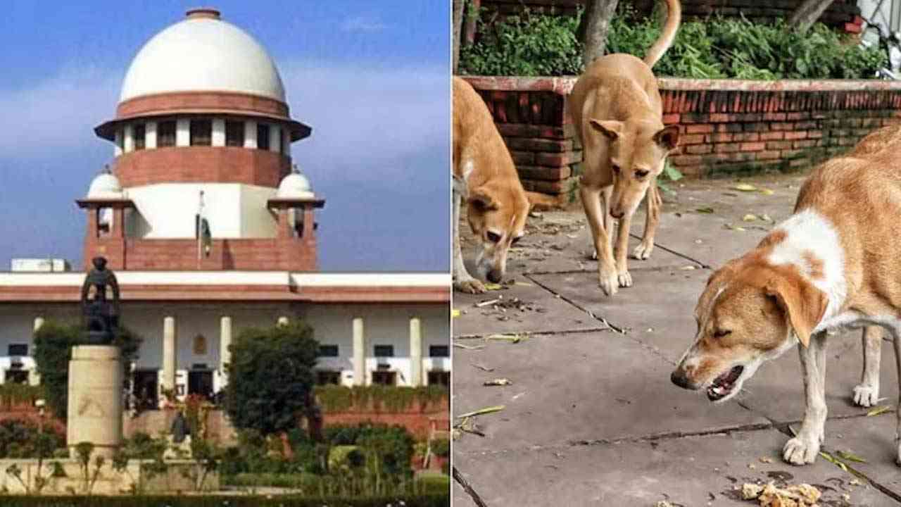 ਕੀ ਹੁਣ ਦਿੱਲੀ 'ਚ ਅਵਾਰਾ ਕੁੱਤਿਆਂ ਦੀ ਗਿਣਤੀ ਕਰਨਗੇ ਅਧਿਆਪਕ ?