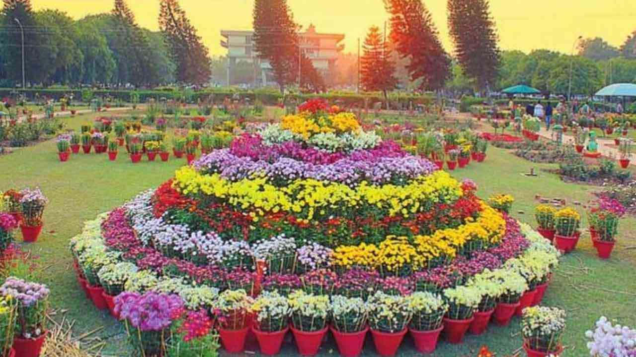 ਚੰਡੀਗੜ੍ਹ ਵਿਚ 19 ਦਸੰਬਰ ਤੋਂ ਗੁਲਦਾਊਦੀ ਸ਼ੋਅ, 260 ਕਿਸਮਾਂ ਦੇ ਫੁੱਲ ਬਣਨਗੇ ਸ਼ੋਅ ਦੀ ਸ਼ਾਨ