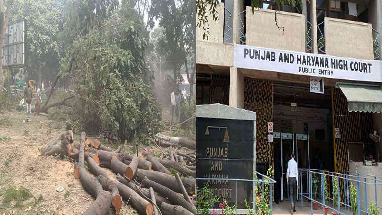 HC Bans Cutting of Trees in Punjab, ਹਾਈਕੋਰਟ ਵੱਲੋਂ ਪੰਜਾਬ ‘ਚ ਦਰੱਖਤਾਂ ਦੀ ਕਟਾਈ ‘ਤੇ ਰੋਕ