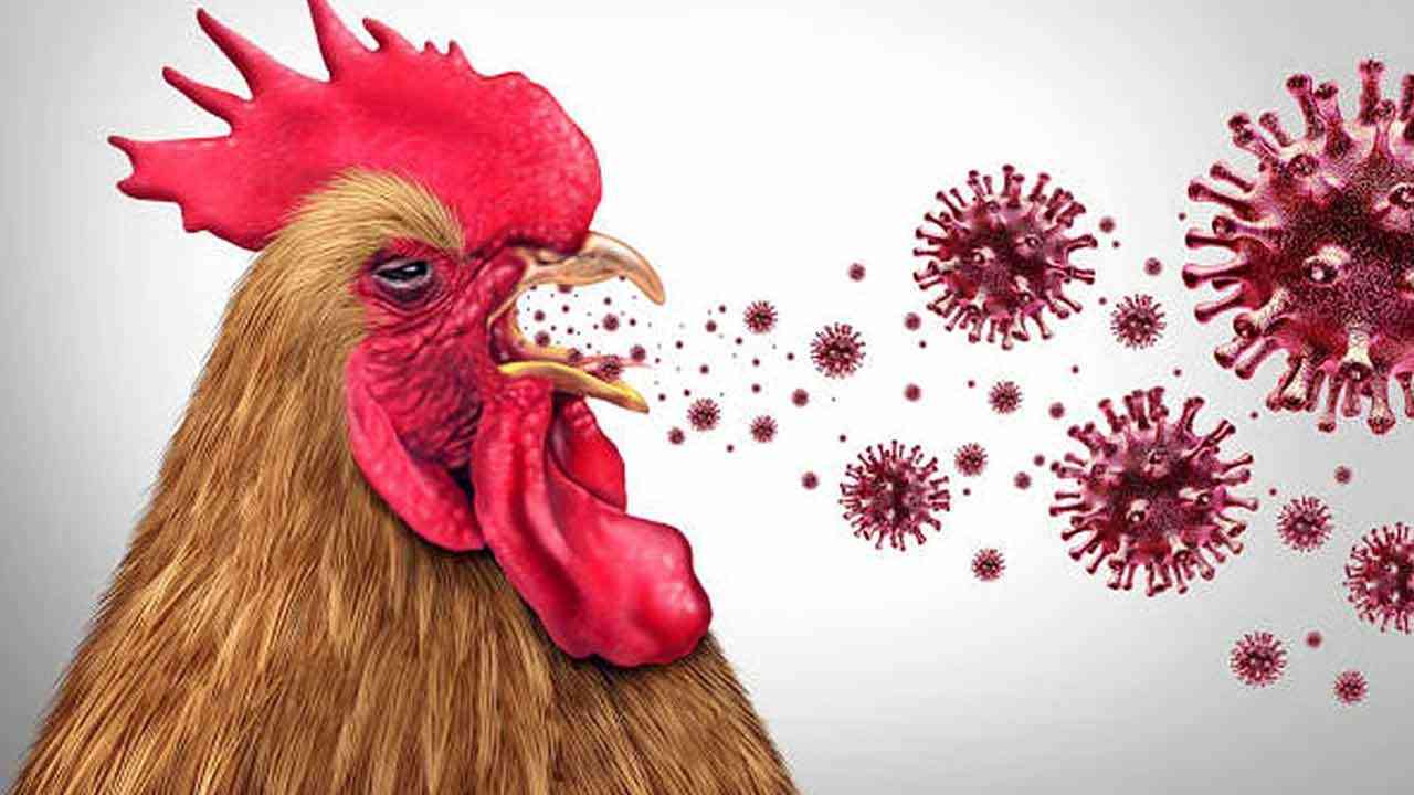 बर्ड फ्लू: अगली वैश्विक महामारी की दस्तक? भारतीय वैज्ञानिकों ने 'H5N1' को लेकर जारी किया रेड अलर्ट