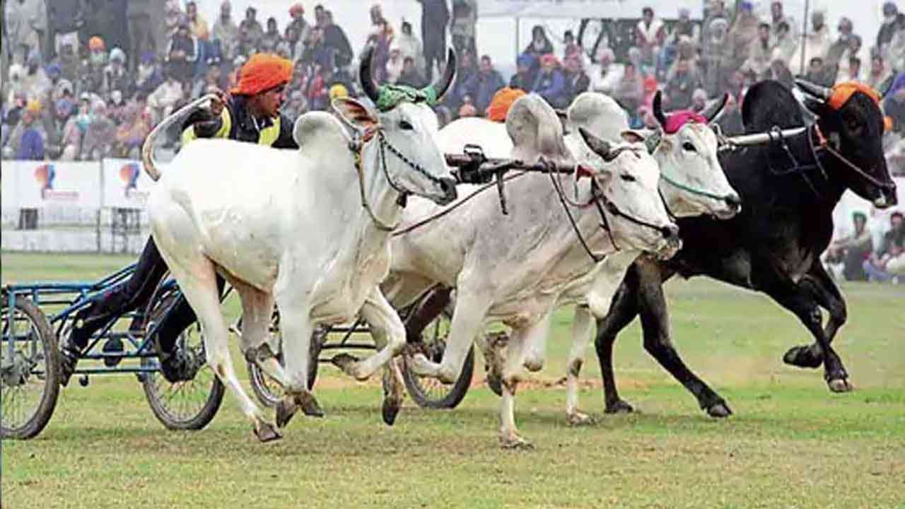 11 ਸਾਲਾਂ ਬਾਅਦ ਕਿਲਾ ਰਾਏਪੁਰ ਵਿੱਚ ਬੈਲ ਗੱਡੀ ਦੌੜਾਂ ਦੀ ਵਾਪਸੀ