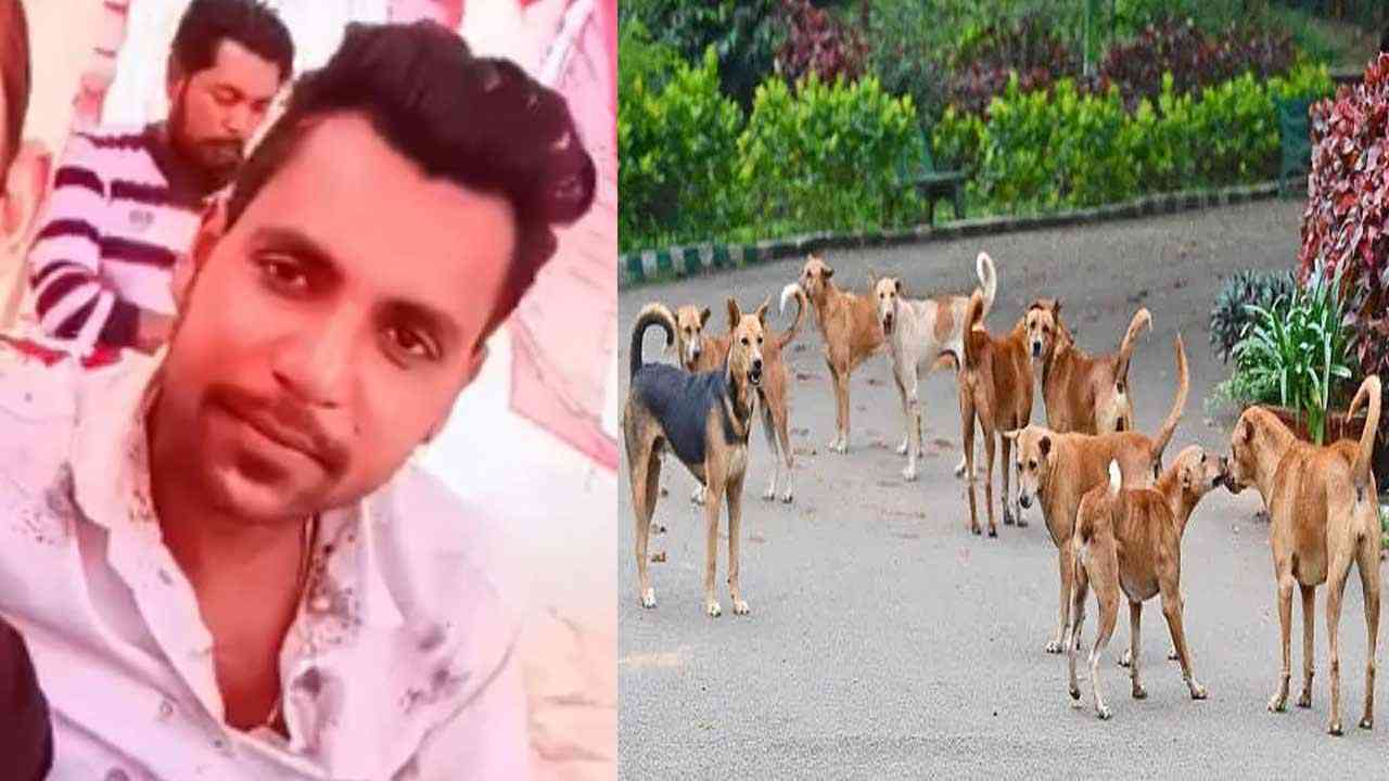 ਪਾਰਟੀ ਤੋਂ ਘਰ ਵਾਪਸੀ ਦੌਰਾਨ ਨੌਜਵਾਨ ਨੂੰ ਆਵਾਰਾ ਕੁੱਤਿਆਂ ਨੇ ਨੋਚਿਆ , ਮੌਤ