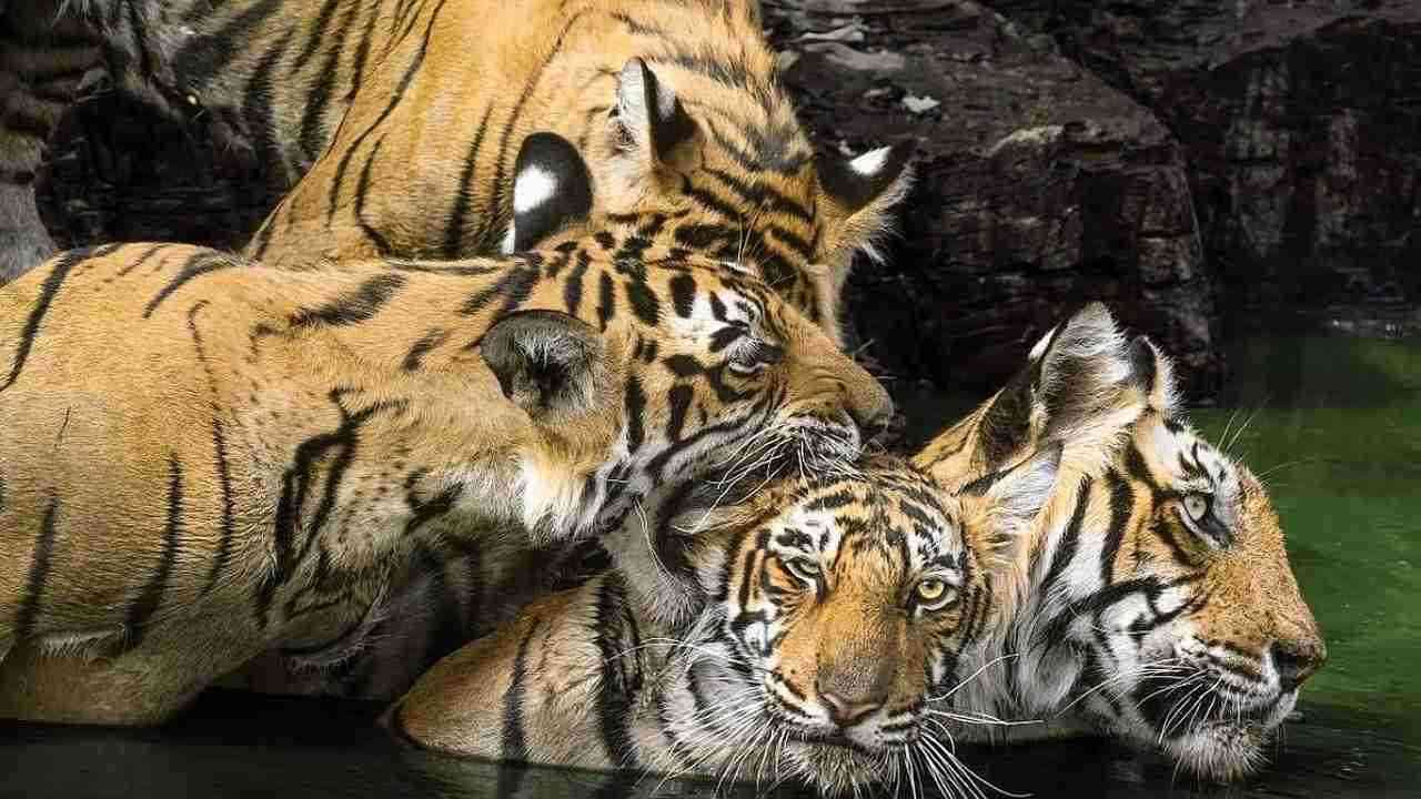 Lion Deaths Surge:  ਭਾਰਤ ਵਿਚ ਸ਼ੇਰਾਂ ਦੀ ਮੌਤ ਦਰ 'ਚ ਵਾਧਾ, ਜਾਣੋ ਕੀ ਰਿਹਾ ਕਾਰਨ