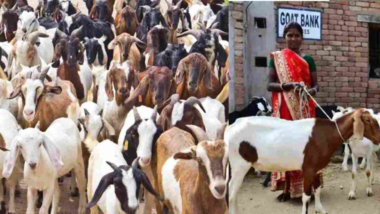 Maharashtra:  ਸੂਬੇ 'ਚ ਖੁੱਲ੍ਹਿਆ GOAT BANK, ਅਨੇਕਾਂ ਮਹਿਲਾਵਾਂ ਨੂੰ ਮਿਲ ਚੁੱਕਿਆ ਲਾਭ