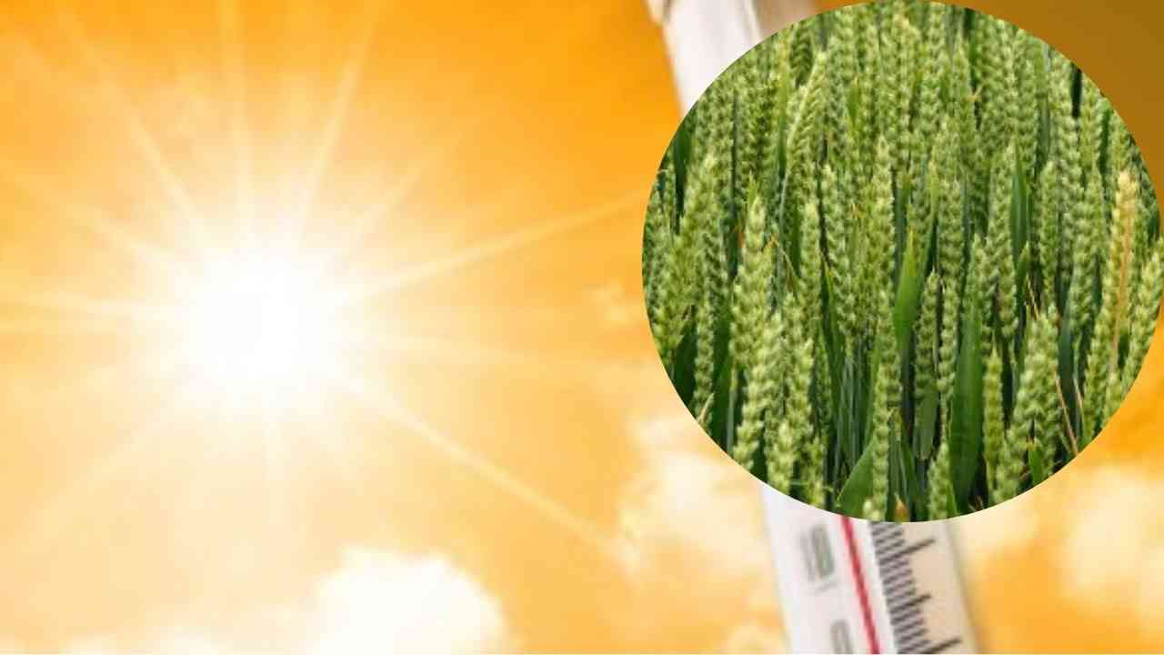 Haryana News: ਕਣਕ ਦੀ ਫ਼ਸਲ ਲਈ ਵਧੀ ਮੁਸੀਬਤ, ਹਰਿਆਣਾ 'ਚ ਪਾਰਾ 30 ਡਿਗਰੀ ਤੋਂ ਪਾਰ, ਗਰਮੀ ਕਾਰਨ ਝਾੜ ਘਟਣ ਦਾ ਡਰ! ਕਿਸਾਨਾਂ ਦੀ ਵਧੀ ਚਿੰਤਾ