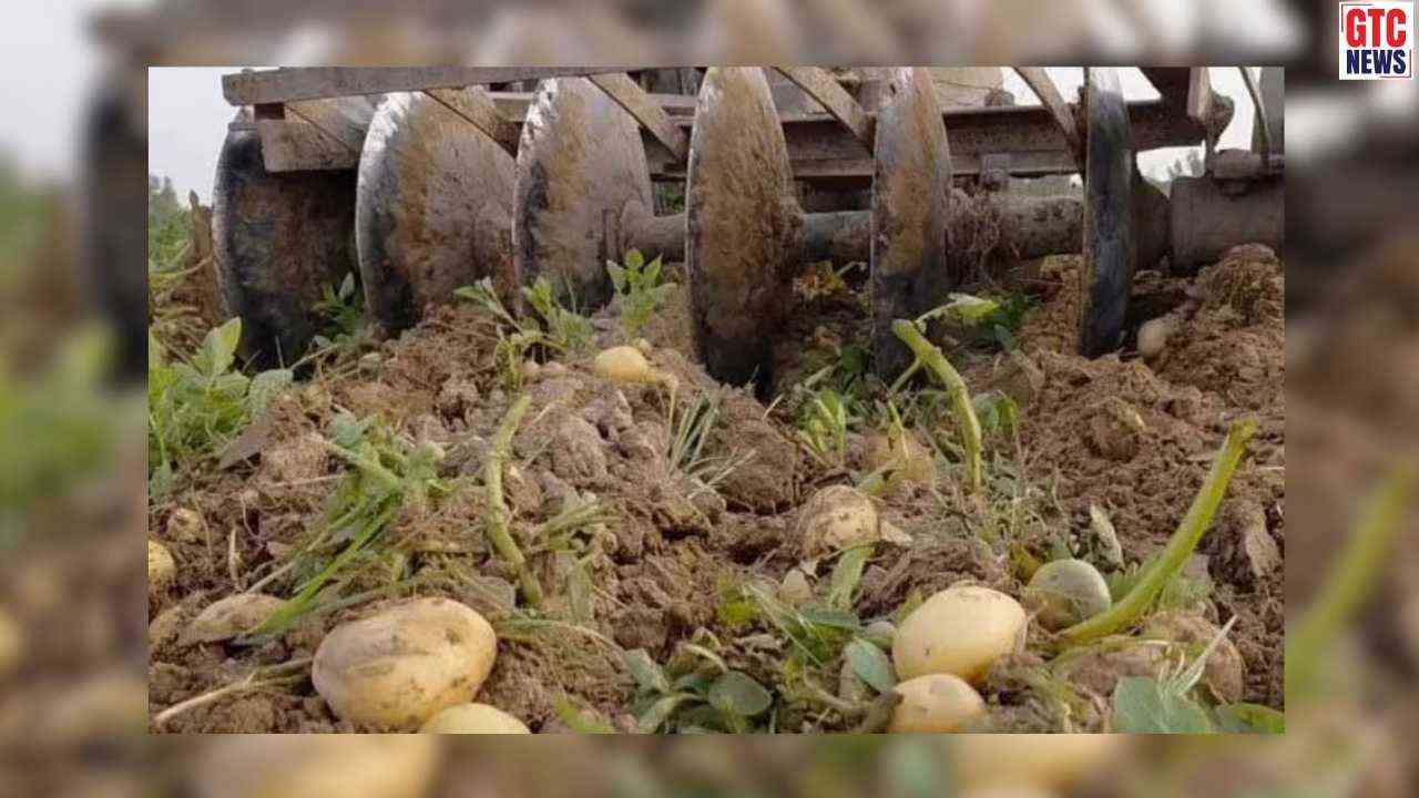 ਆਲੂਆਂ ਦੇ ਭਾਅ ਨੇ ਕੱਢੇ ਕਿਸਾਨਾਂ ਦੇ ਹੰਝੂ: ਕੀਮਤ 1 ਰੁਪਏ ਕਿਲੋ ਤੱਕ ਡਿੱਗੀ, ਖੇਤਾਂ 'ਚ ਹੀ ਵਾਹੀ ਫ਼ਸਲ