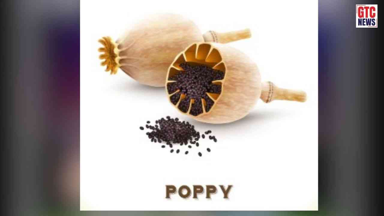 Ludhiana: ਲੁਧਿਆਣਾ 'ਚ ਨਸ਼ਾ ਤਸਕਰਾਂ ਖ਼ਿਲਾਫ਼ ਸ਼ਿਕੰਜਾ: 3100 ਕਿੱਲੋ ਚੂਰਾ ਪੋਸਤ ਤੇ 3 ਮਹਿੰਗੀਆਂ ਕਾਰਾਂ ਬਰਾਮਦ; ਪੁਲਿਸ ਨੂੰ ਇੰਝ ਚਕਮਾ ਦੇ ਮੁਲਜ਼ਮ ਹੋਏ ਫਰਾਰ