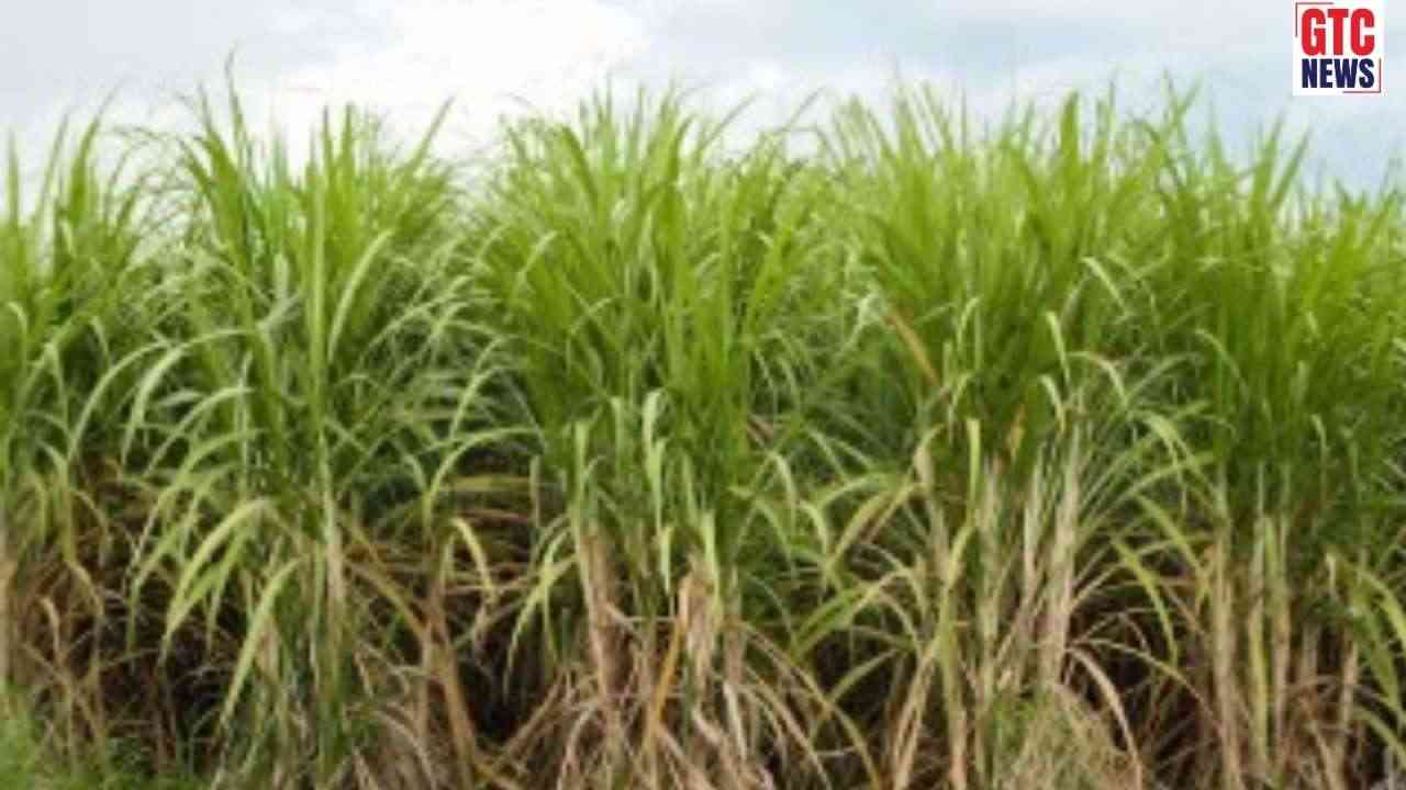 ਯੂਪੀ ਨੇ ਗੰਨੇ ਦੀ ਕਮਾਈ ਵਧਾਈ, MSP ਵਿੱਚ 160 ਰੁਪਏ ਦਾ ਇਜ਼ਾਫਾ