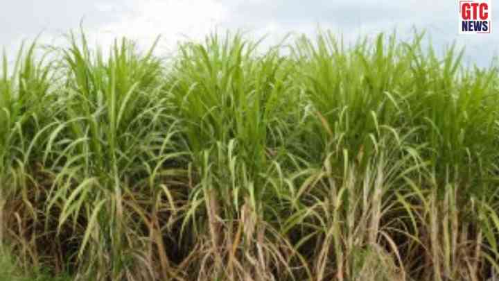 ਯੂਪੀ ਨੇ ਗੰਨੇ ਦੀ ਕਮਾਈ ਵਧਾਈ, MSP ਵਿੱਚ 160 ਰੁਪਏ ਦਾ ਇਜ਼ਾਫਾ