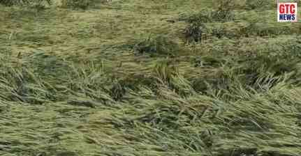 Punjab News: ਕੁਦਰਤ ਦੀ ਮਾਰ! ਅੰਮ੍ਰਿਤਸਰ ਸਣੇ ਕਈ ਜ਼ਿਲ੍ਹਿਆਂ 'ਚ ਮੀਂਹ ਤੇ ਤੇਜ਼ ਹਵਾਵਾਂ ਕਾਰਨ ਫ਼ਸਲਾਂ ਦਾ ਨੁਕਸਾਨ, ਚਿੰਤਾ 'ਚ ਕਿਸਾਨ