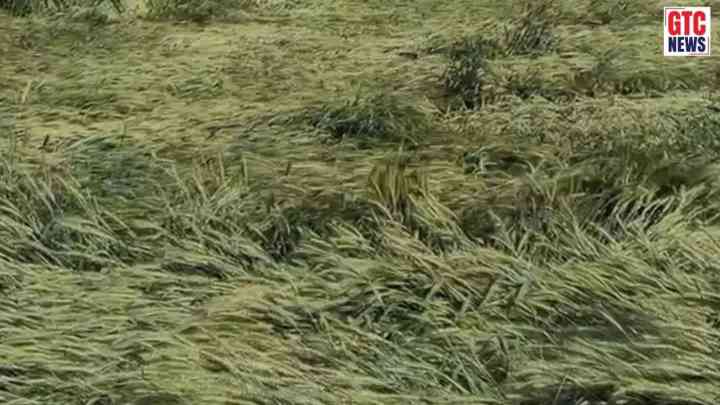 Punjab News: ਕੁਦਰਤ ਦੀ ਮਾਰ! ਅੰਮ੍ਰਿਤਸਰ ਸਣੇ ਕਈ ਜ਼ਿਲ੍ਹਿਆਂ 'ਚ ਮੀਂਹ ਤੇ ਤੇਜ਼ ਹਵਾਵਾਂ ਕਾਰਨ ਫ਼ਸਲਾਂ ਦਾ ਨੁਕਸਾਨ, ਚਿੰਤਾ 'ਚ ਕਿਸਾਨ