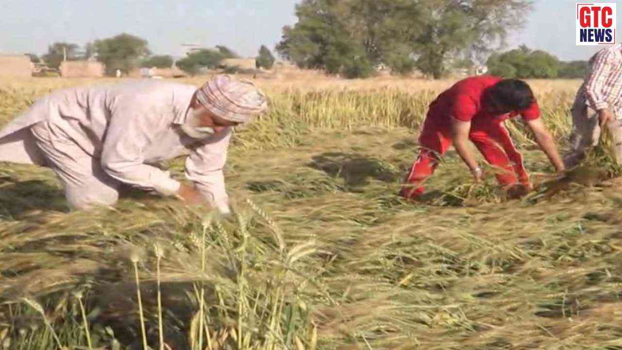 ਪੰਜਾਬ ਸਰਕਾਰ ਫ਼ਸਲਾਂ ਦੀ ਕਰਵਾਏਗੀ ਵਿਸ਼ੇਸ਼ ਗਿਰਦਾਵਰੀ, CM ਮਾਨ ਦਾ ਐਲਾਨ - ਬਾਰਿਸ਼ ਤੇ ਗੜ੍ਹੇਮਾਰੀ ਨਾਲ ਹੋਏ ਨੁਕਸਾਨ ਦੀ ਹੋਵੇਗੀ ਭਰਪਾਈ