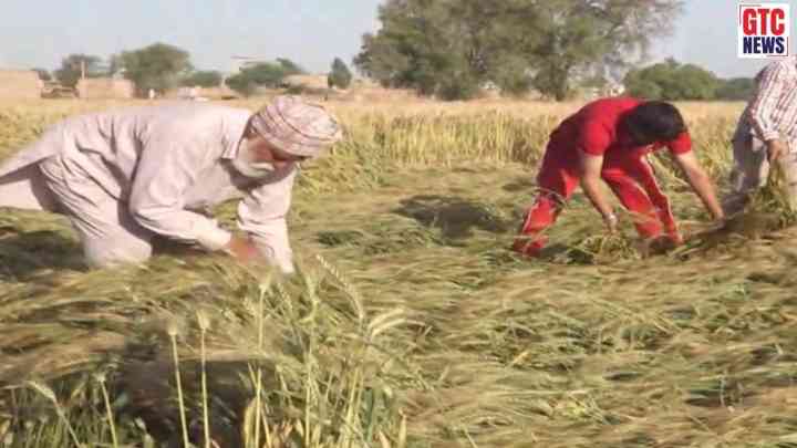 ਭਾਰੀ ਮੀਂਹ ਅਤੇ ਝੱਖੜ ਕਾਰਨ ਪੰਜਾਬ ਦੀਆਂ ਫ਼ਸਲਾਂ ਦਾ ਵੱਡਾ ਨੁਕਸਾਨ; ਕਿਸਾਨਾਂ 'ਤੇ ਦੋਹਰੀ ਮਾਰ