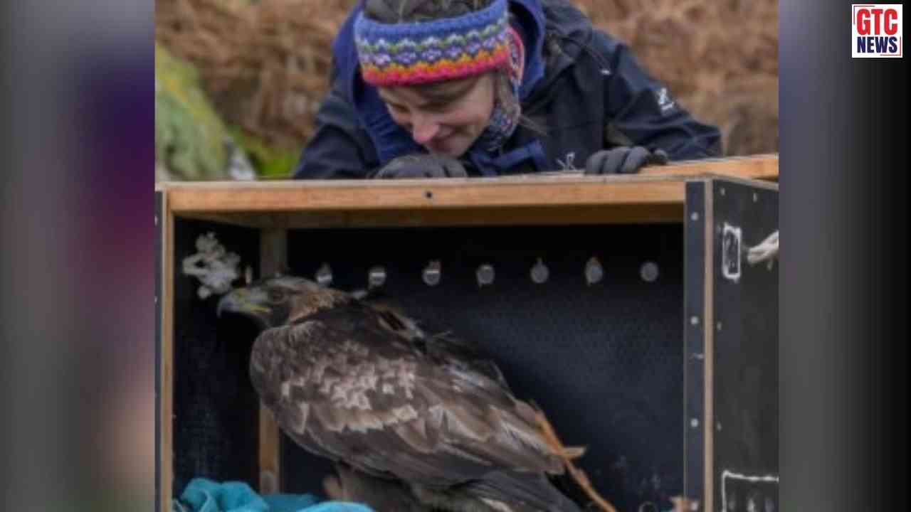 ਇੰਗਲੈਂਡ ਦੇ ਅਸਮਾਨਾਂ 'ਚ ਮੁੜ ਉਡਣਗੇ 'ਸੋਨੇਲੇ ਬਾਜ਼', ਸਰਕਾਰ ਨੇ ਮੁੜ-ਵਸੇਬੇ ਲਈ ਖੋਲ੍ਹੇ ਖ਼ਜ਼ਾਨੇ