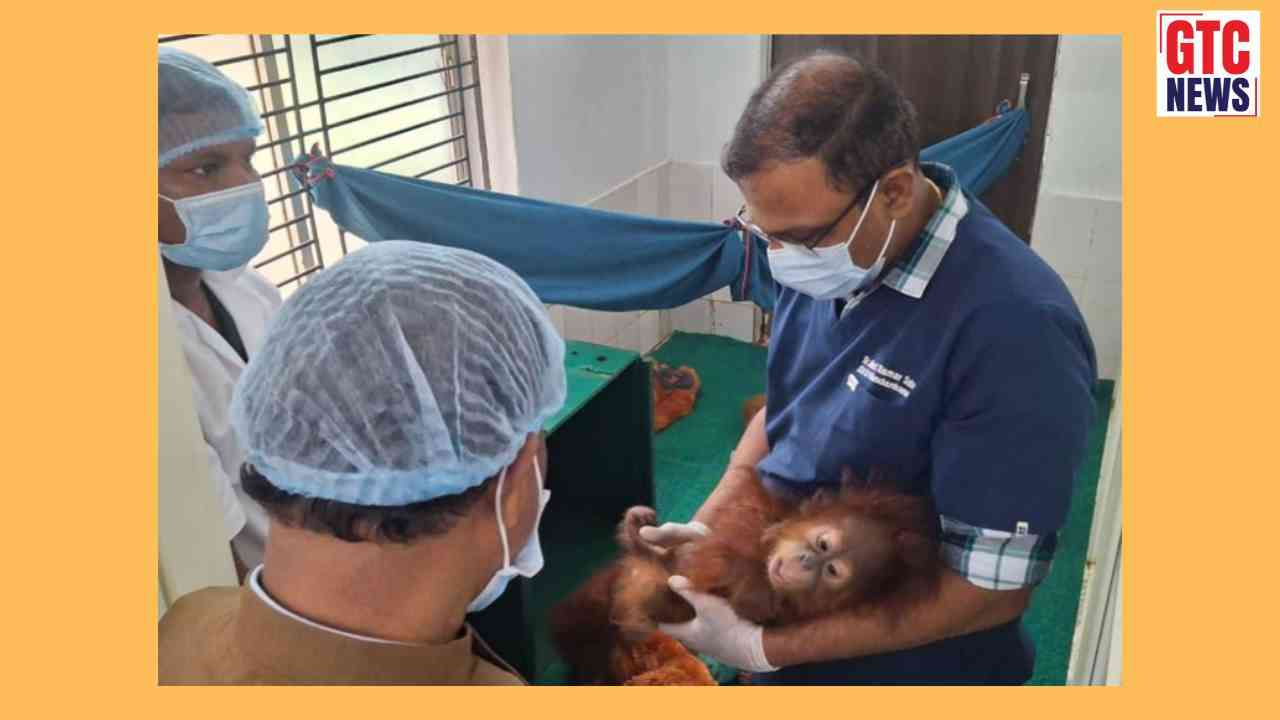 Odisha: All 5 rescued baby orangutans at Nandankanan Zoo stable, feed intake normal