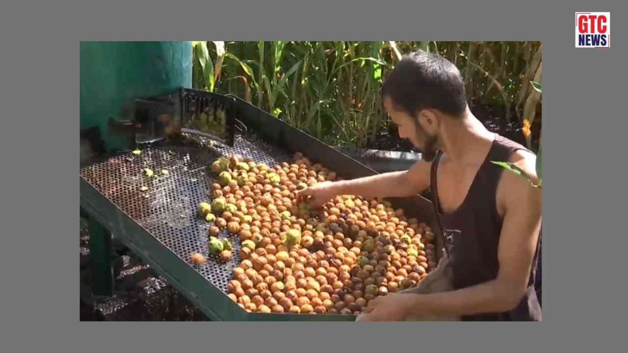 J-K: Bumper walnut crop brings economic opportunities to Kotranka-Budhal farmers