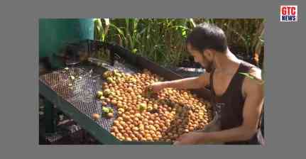 J-K: Bumper walnut crop brings economic opportunities to Kotranka-Budhal farmers